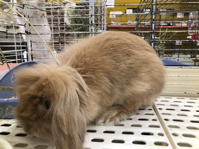 マイペース☆ツンデレ顔??(笑)ロップイヤー☆ ロップイヤーラビット