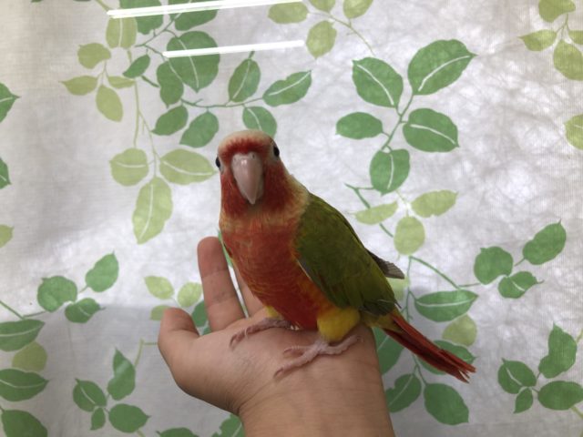 ホオミドリウロコインコ