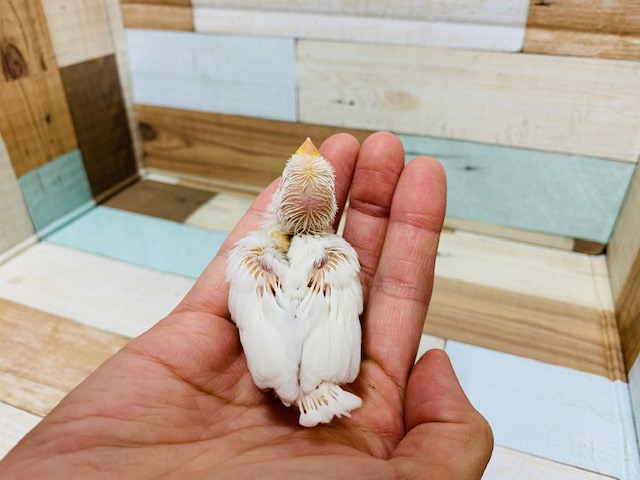アルビノ文鳥