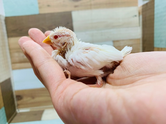 アルビノ文鳥