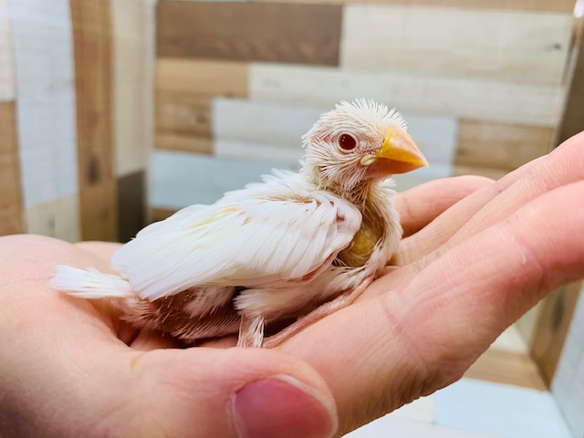 アルビノ文鳥