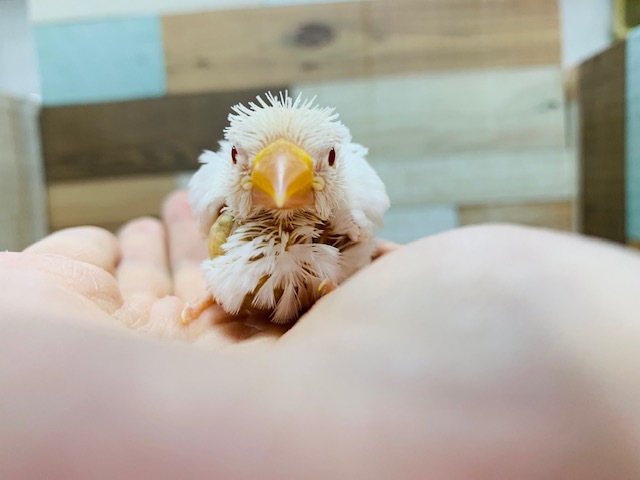 アルビノ文鳥