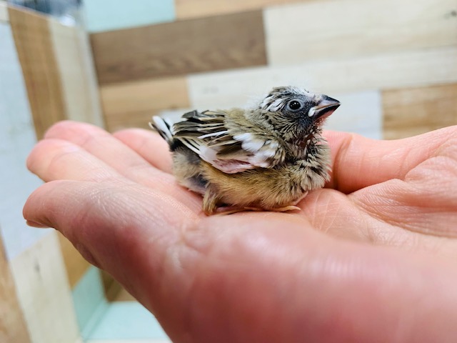 錦花鳥（キンカチョウ）