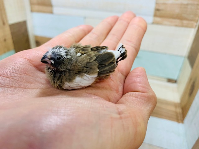 錦花鳥（キンカチョウ）