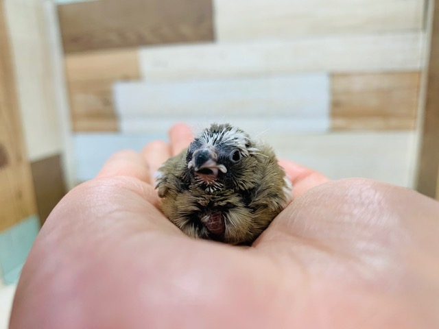 錦花鳥（キンカチョウ）