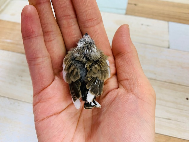 錦花鳥（キンカチョウ）