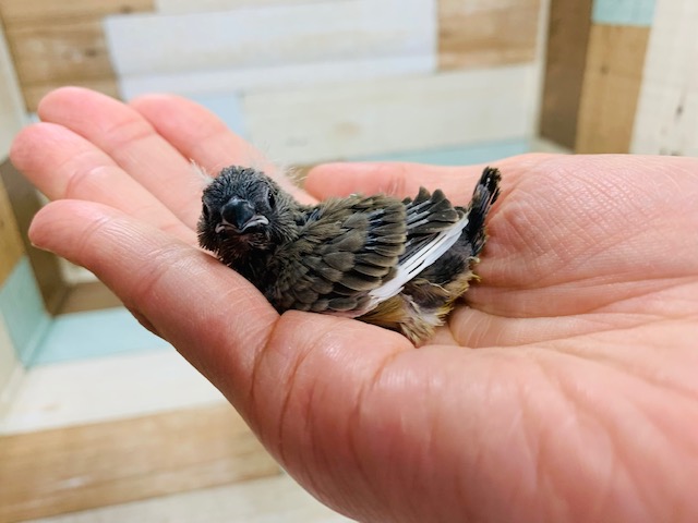 錦花鳥（キンカチョウ）