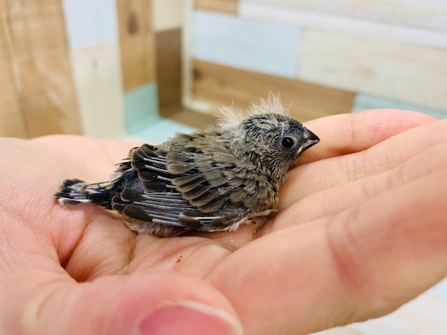 錦花鳥（キンカチョウ）