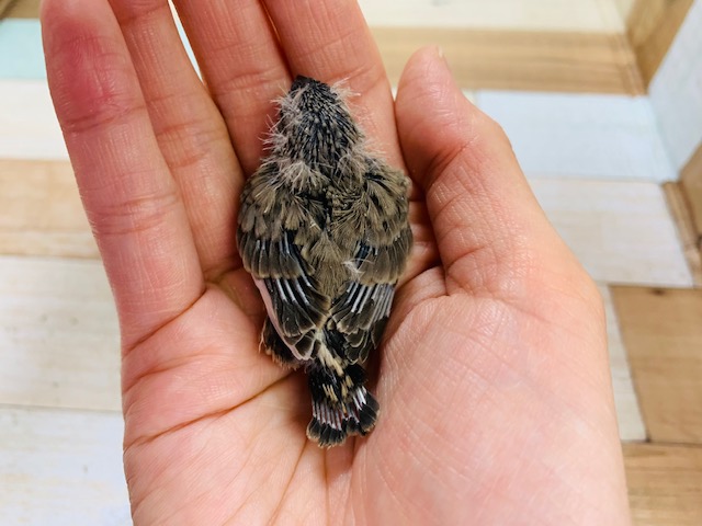 錦花鳥（キンカチョウ）