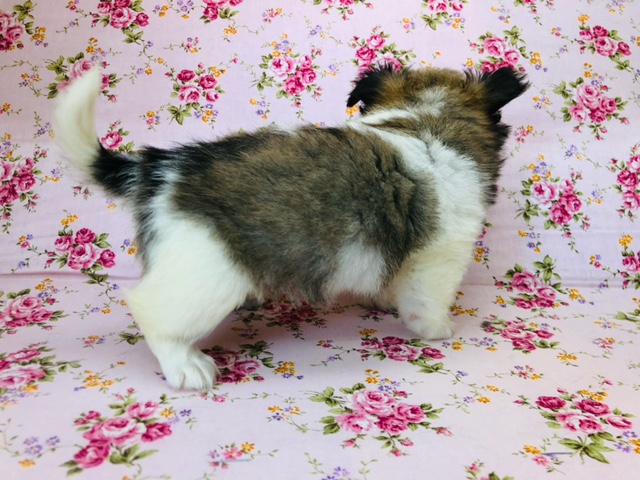 ペキチワ（ペキチー、チワペキ）