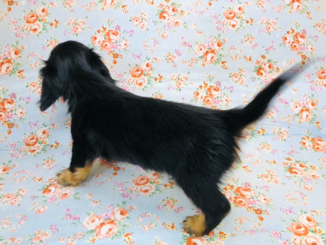 キュルキュルな瞳が堪らない!ダックスきたよ! ミニチュアダックス