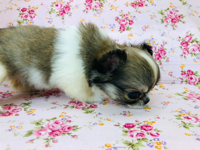 ペキチワ（ペキチー、チワペキ）