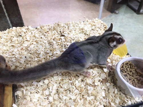 フクロモモンガ