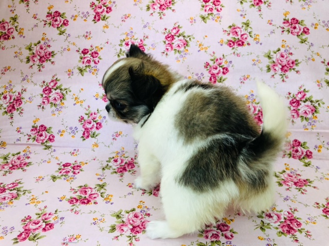 ペキチワ（ペキチー、チワペキ）