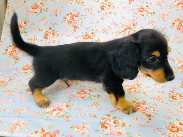 ミニチュアダックス