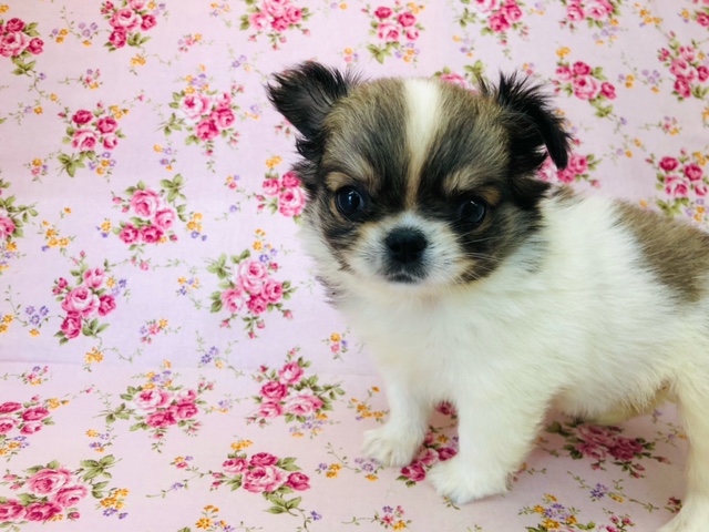 ペキチワ（ペキチー、チワペキ）