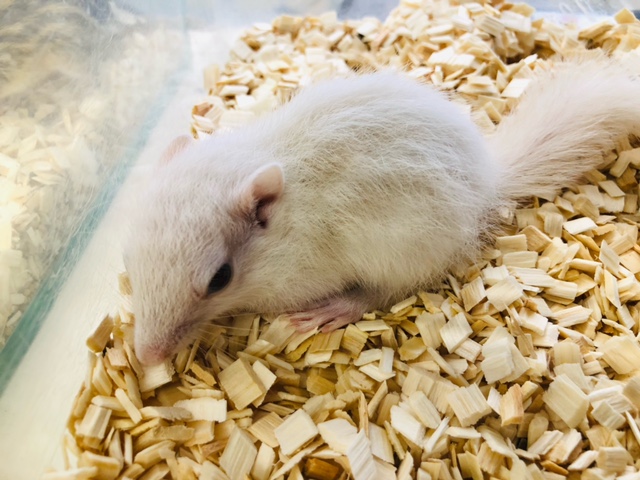 ホワイトシマリス