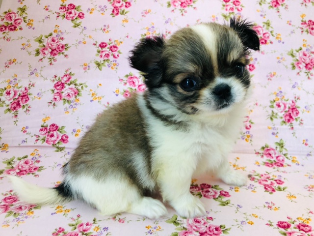 ペキチワ（ペキチー、チワペキ）