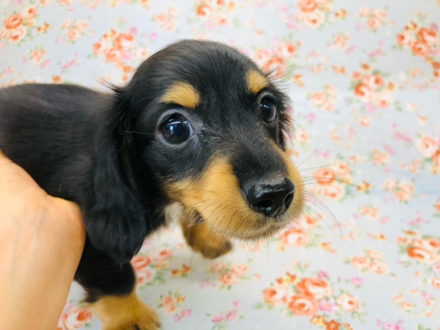 ミニチュアダックス