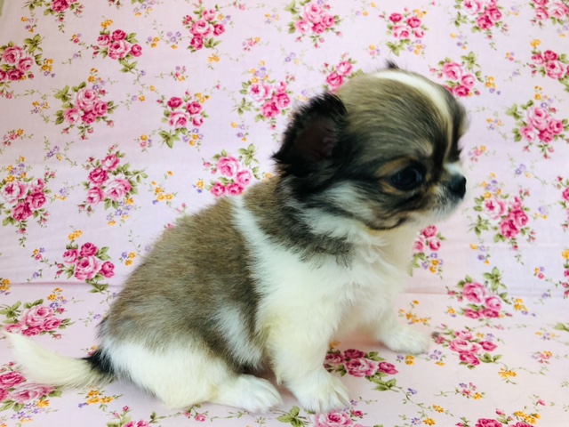 ペキチワ（ペキチー、チワペキ）