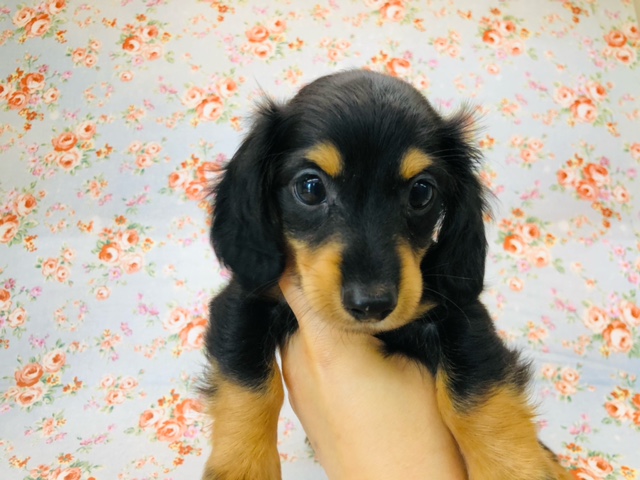 ミニチュアダックス