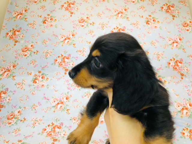 ミニチュアダックス