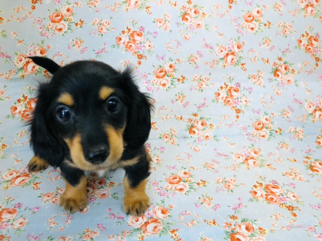 ミニチュアダックス