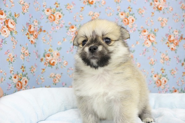 ポメチー（ポメチワ）