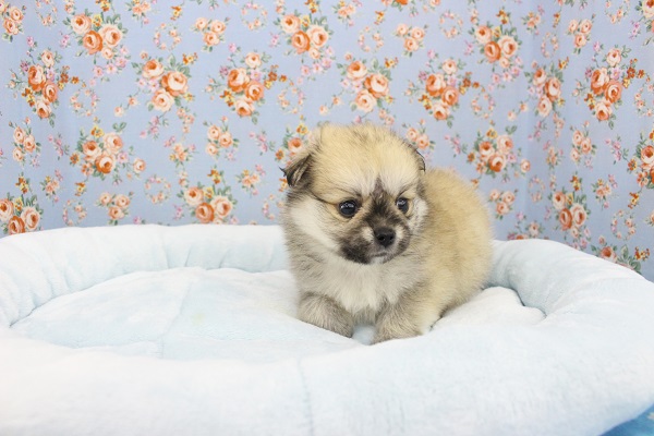 ポメチー（ポメチワ）