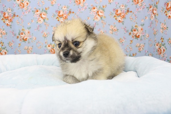 ポメチー（ポメチワ）