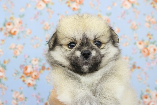 ポメチー（ポメチワ）