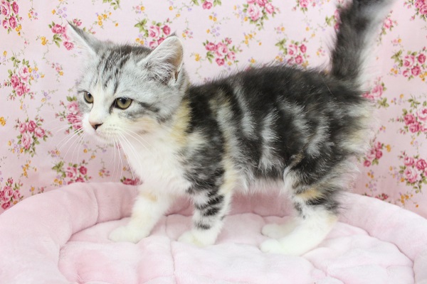 スコティッシュフォールド