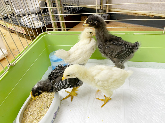 アローカナと房総地鶏