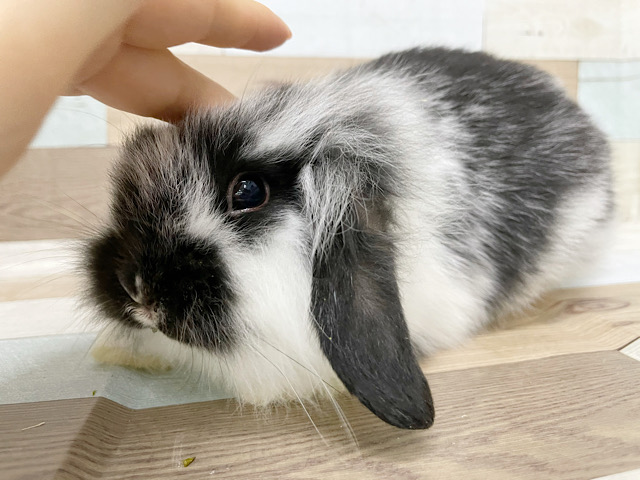 ロップイヤーラビット