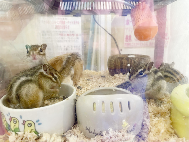 シマリス（ノーマル）