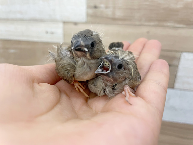 錦花鳥（キンカチョウ）