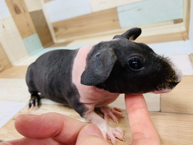 スキニーギニアピッグ