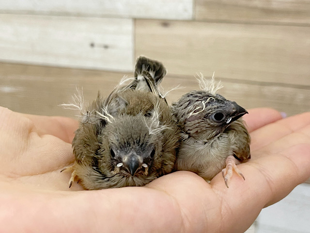 錦花鳥（キンカチョウ）