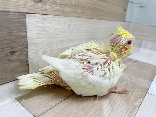 オカメインコ