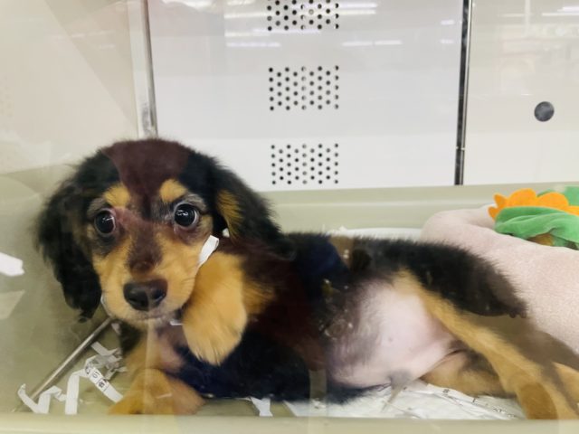 ミニチュアダックス