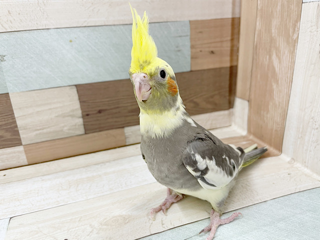オカメインコ