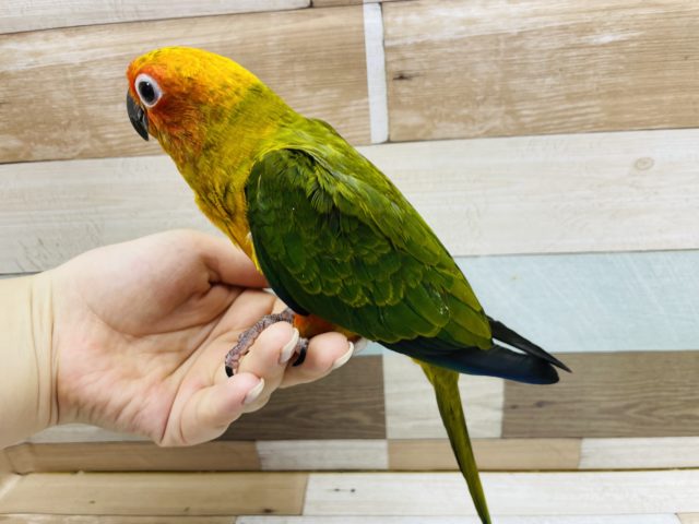 コガネメキシコインコ
