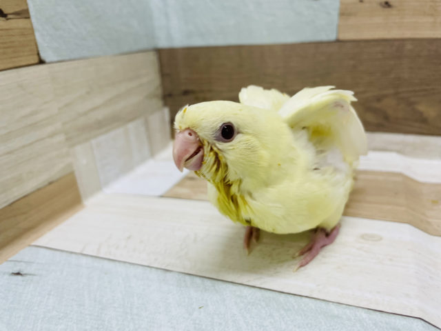 サザナミインコ