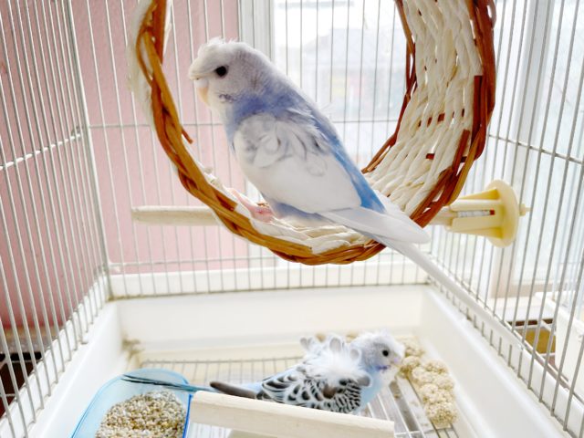 羽衣セキセイインコ