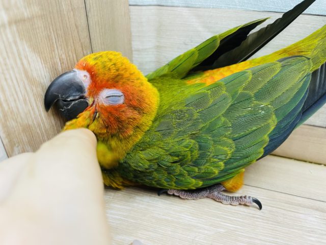 コガネメキシコインコ