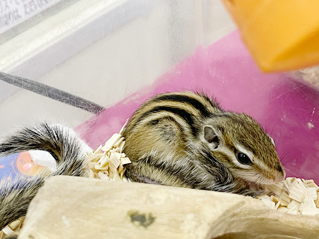 シマリス（ノーマル）