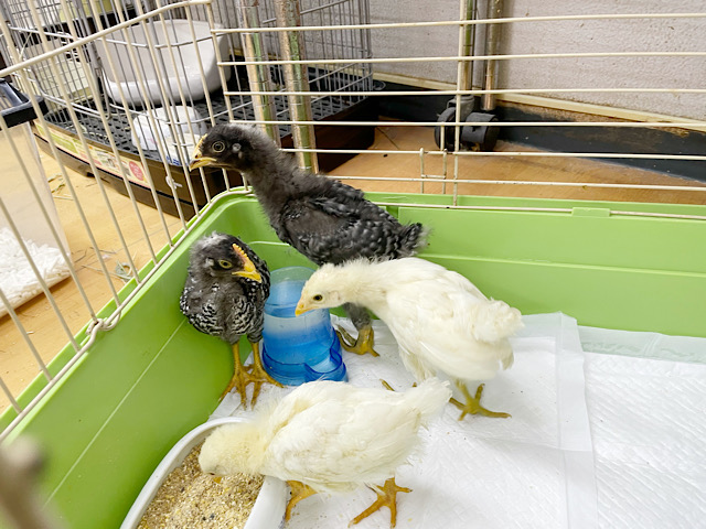 アローカナと房総地鶏