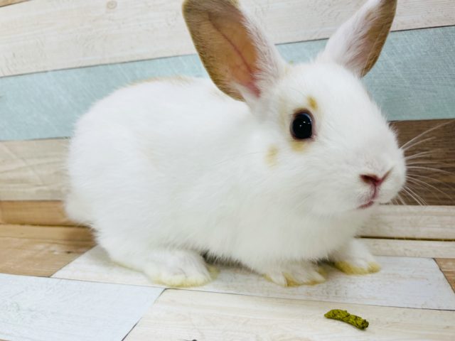 ネザーランドドワーフ