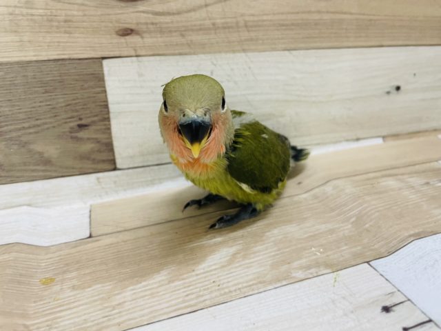 コザクラインコ（小桜インコ）