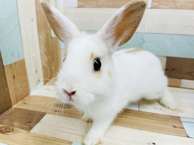 ネザーランドドワーフ